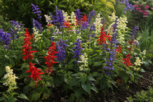Salvia Tricolour Mix Seeds product image