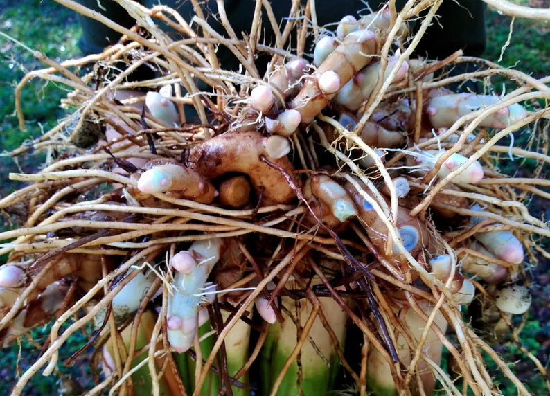 Black Turmeric Rhizome/Crown