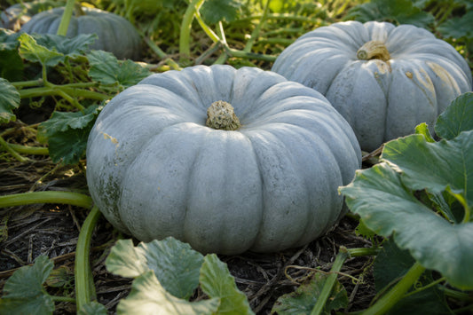 Pumpkin Whangaparoa Crown Seeds product image