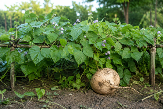 Yam Bean Jicama Seeds product image