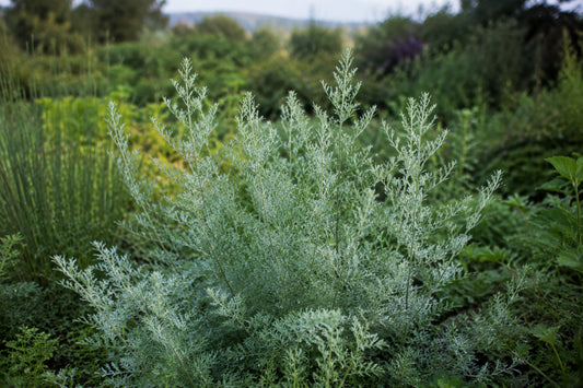Wormwood Seeds product image