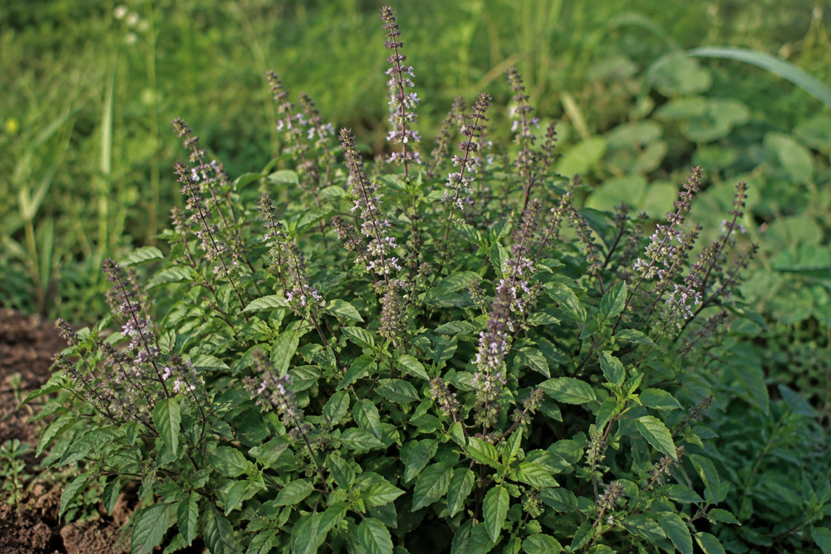 Holy Basil Tulsi Herb (GREEN HOLY BASIL) Seeds product image