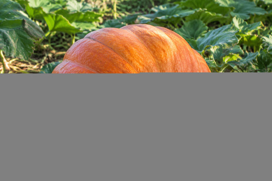 Pumpkin Big Max Seeds product image