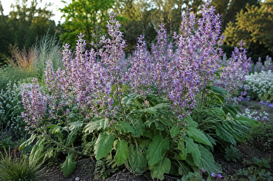 Clary Sage Seeds product image