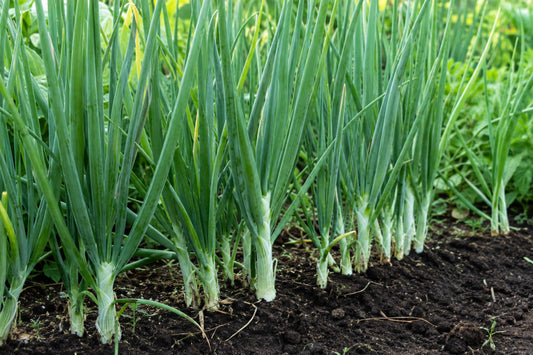Onion White Lisbon Seeds product image