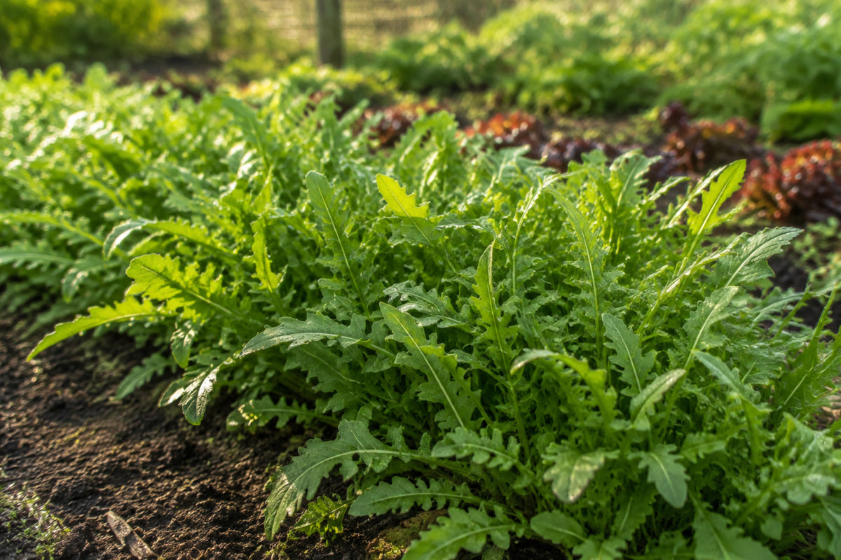 Rocket Organic Seeds product image