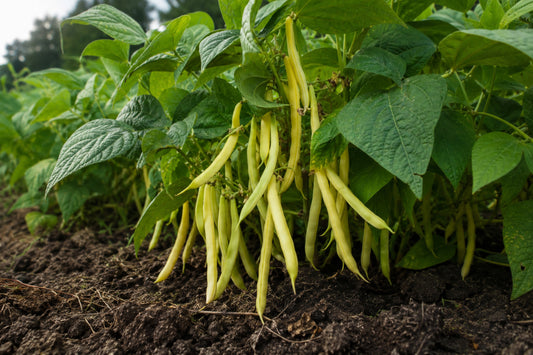 Bean Cherokee Wax Seeds product image