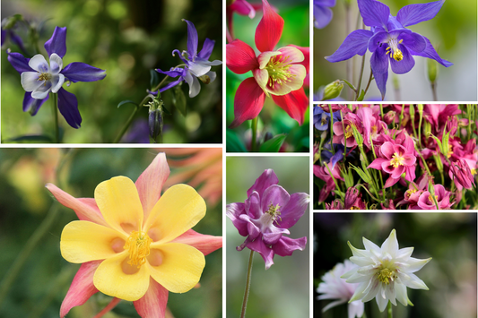 AQUILEGIA 'McKana Giants Mix' / Columbine Seeds