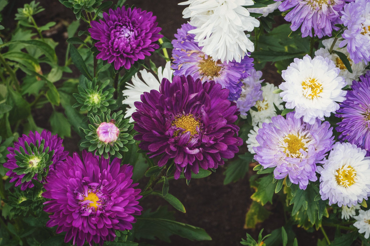 Aster 'Tall China Mix' Seeds