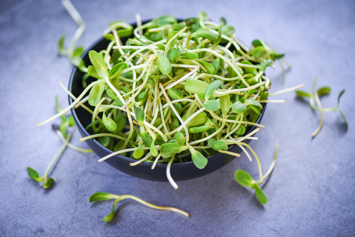Alfalfa Sprout Seeds - Sprouting & Microgreens | Seeds N Beyond