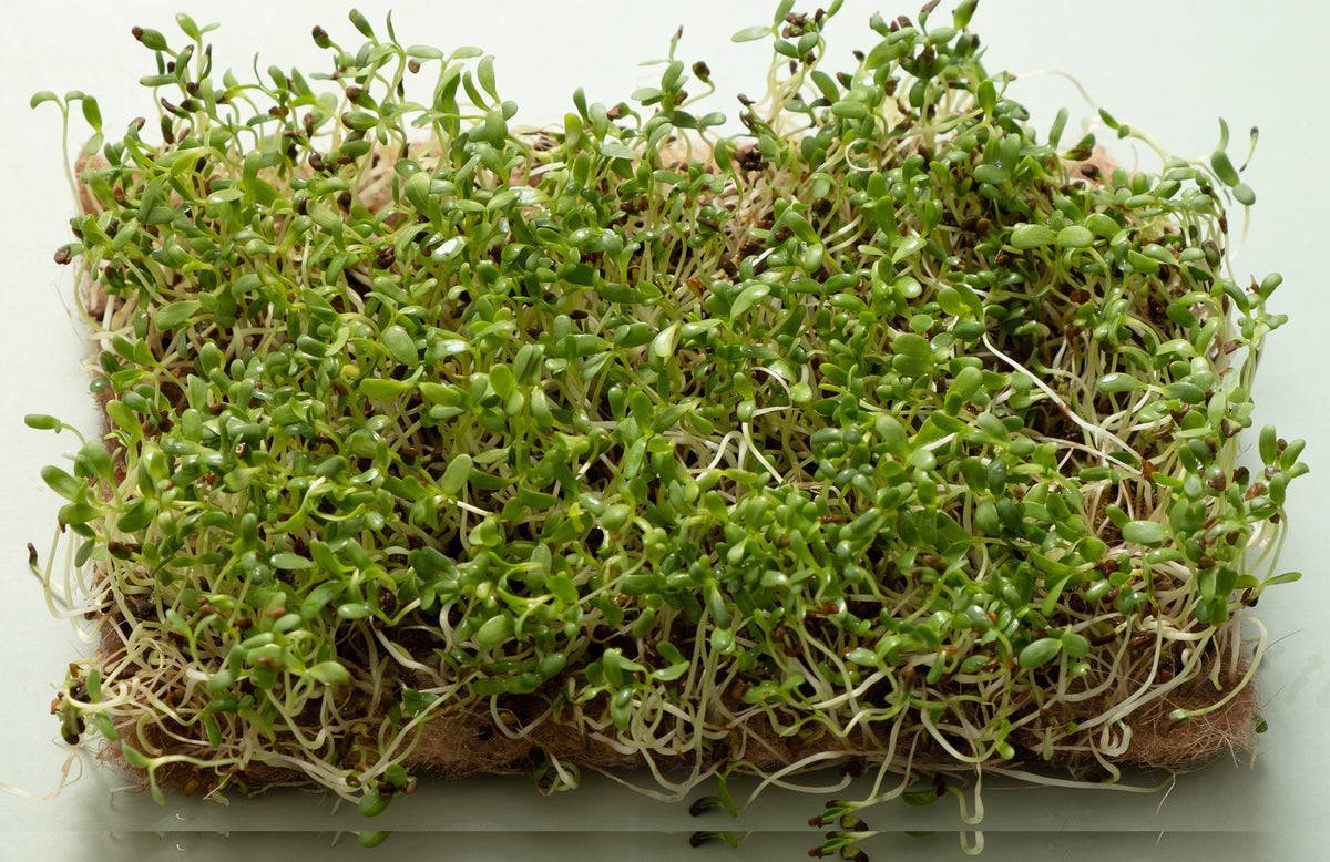 Alfalfa Sprout Seeds - Sprouting & Microgreens | Seeds N Beyond