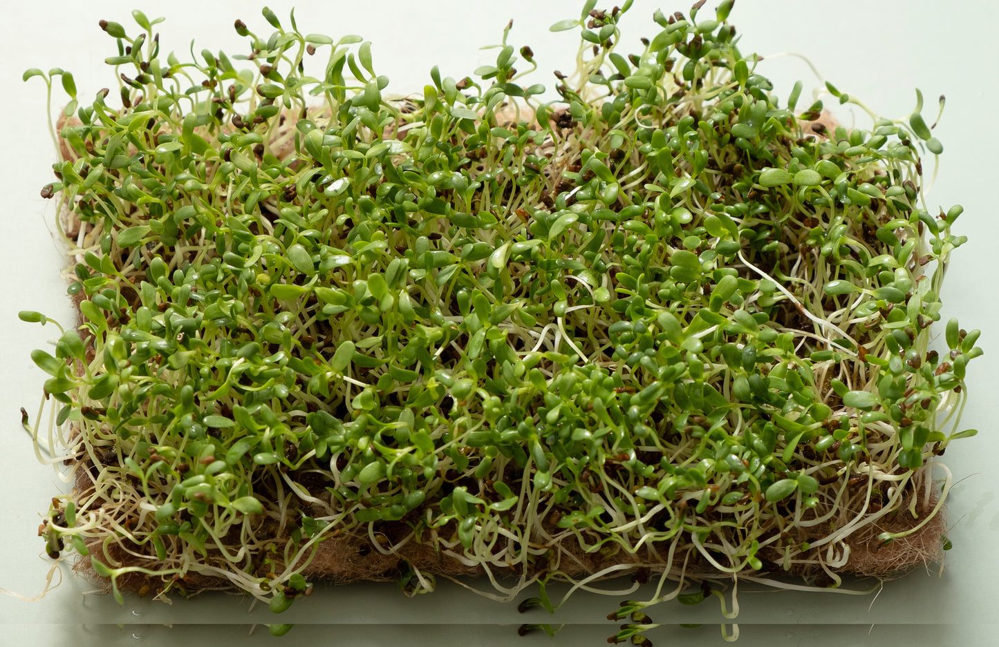 Alfalfa Sprouts Seeds - BULK