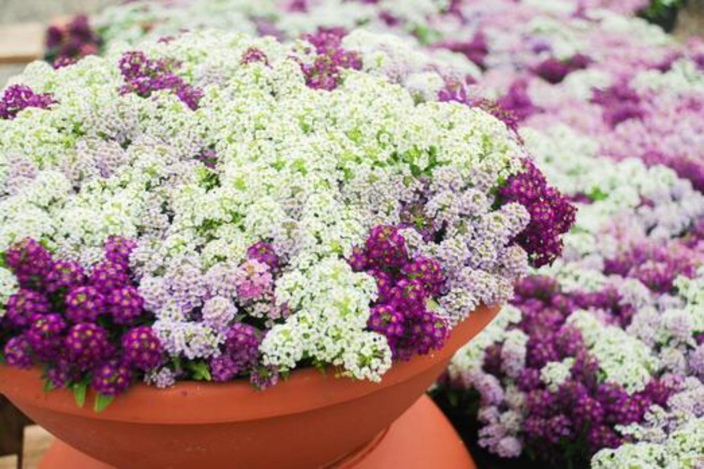 Alyssum - Easter Bonnet Mix