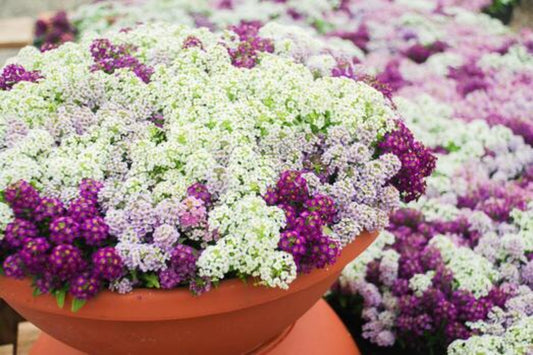 Alyssum - Easter Bonnet Mix