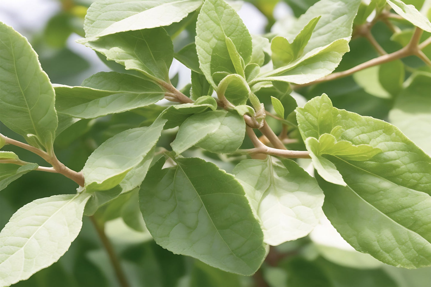 Ashwagandha Seeds (Vedic)