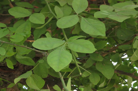 Aegle marmelos – Indian Bael