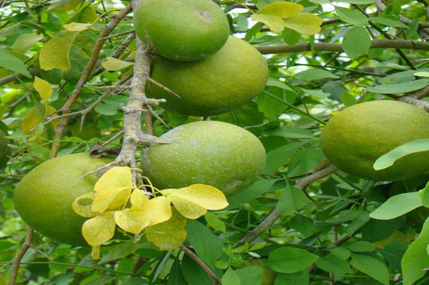 Aegle marmelos – Indian Bael