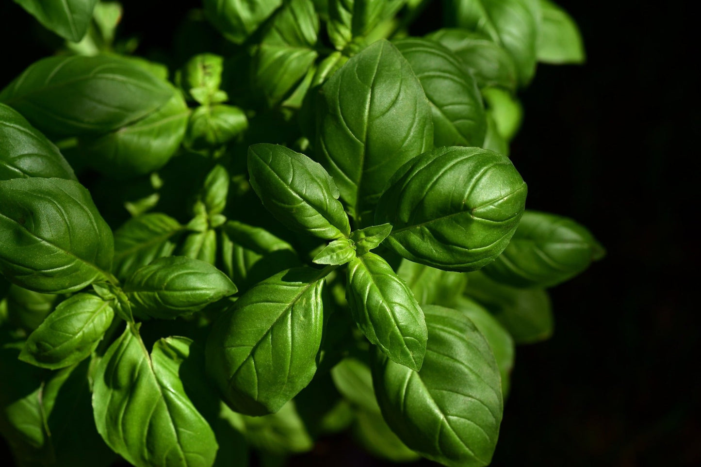 BASIL - Large Sweet Italian seeds