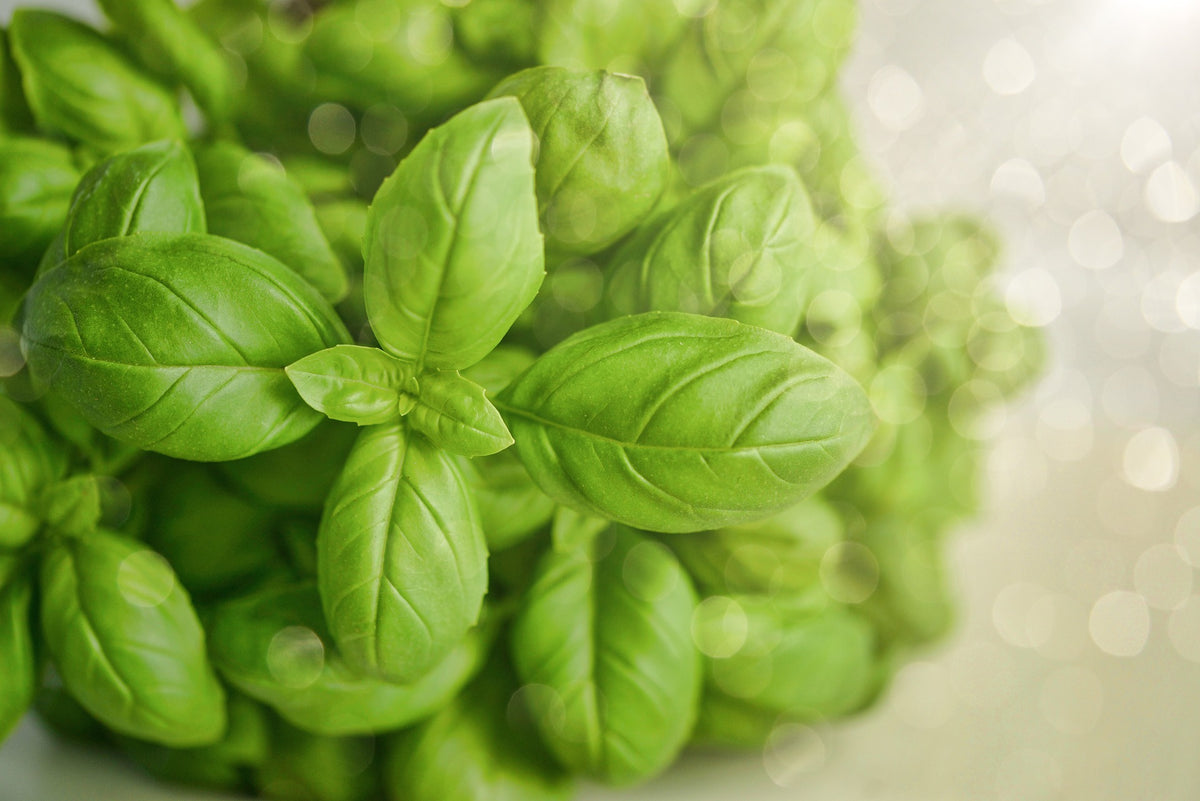 BASIL - Large Sweet Italian seeds – Seeds N Beyond