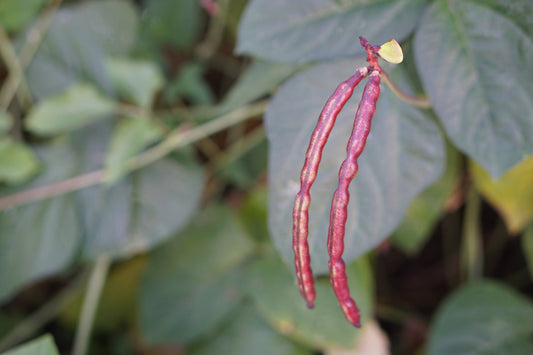 Bean Climbing - Red Noodle Snake