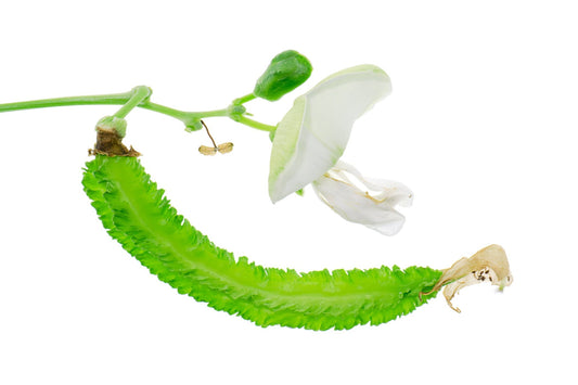 Bean Climbing - Winged seeds