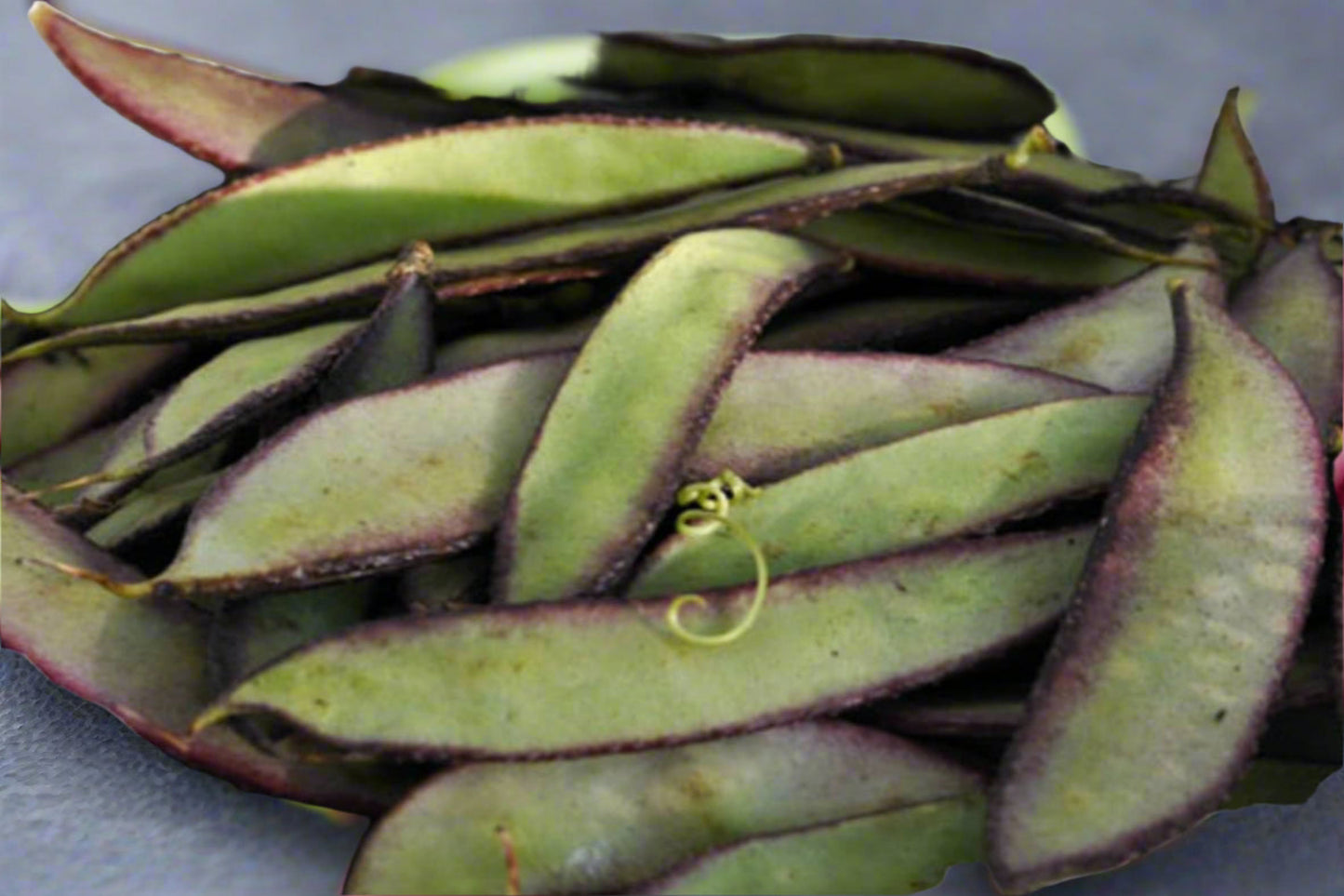 Bean- Lab Lab Highworth Seeds