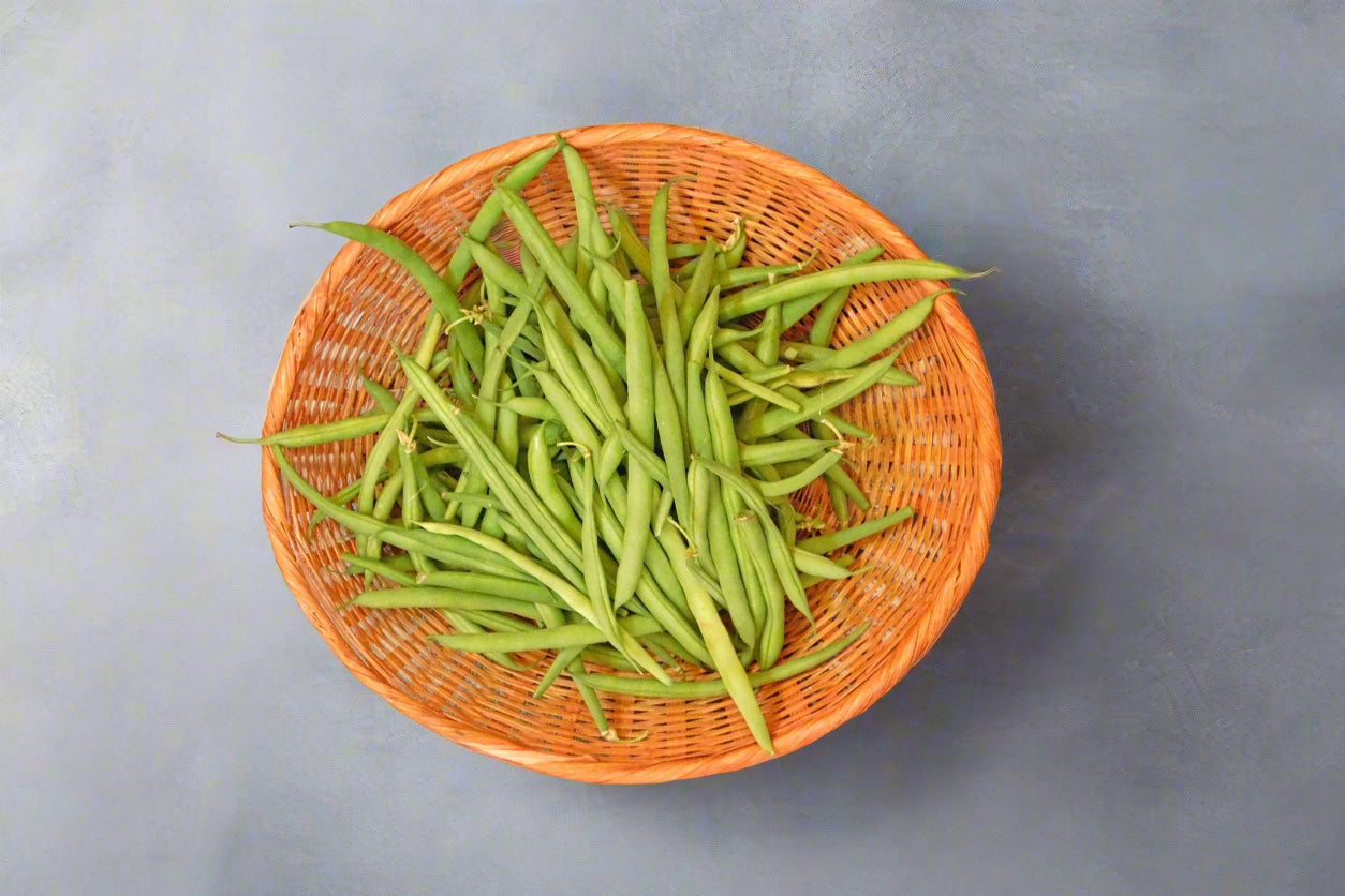 Bean Pioneer Seeds