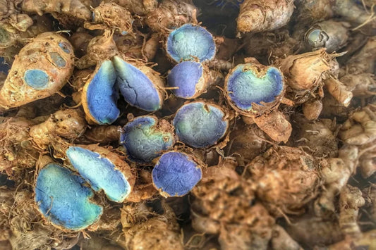 Black Turmeric Rhizome/Crown