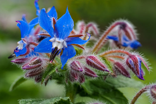 Borage Seeds