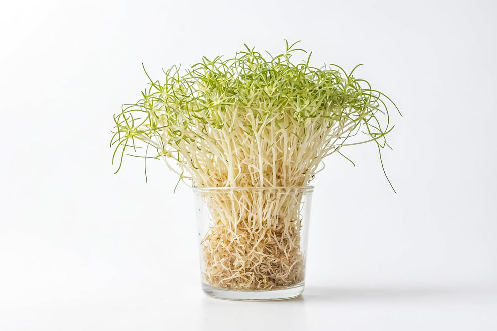 Broccoli Sprout Seeds - Sprouting & Microgreens | Seeds N Beyond