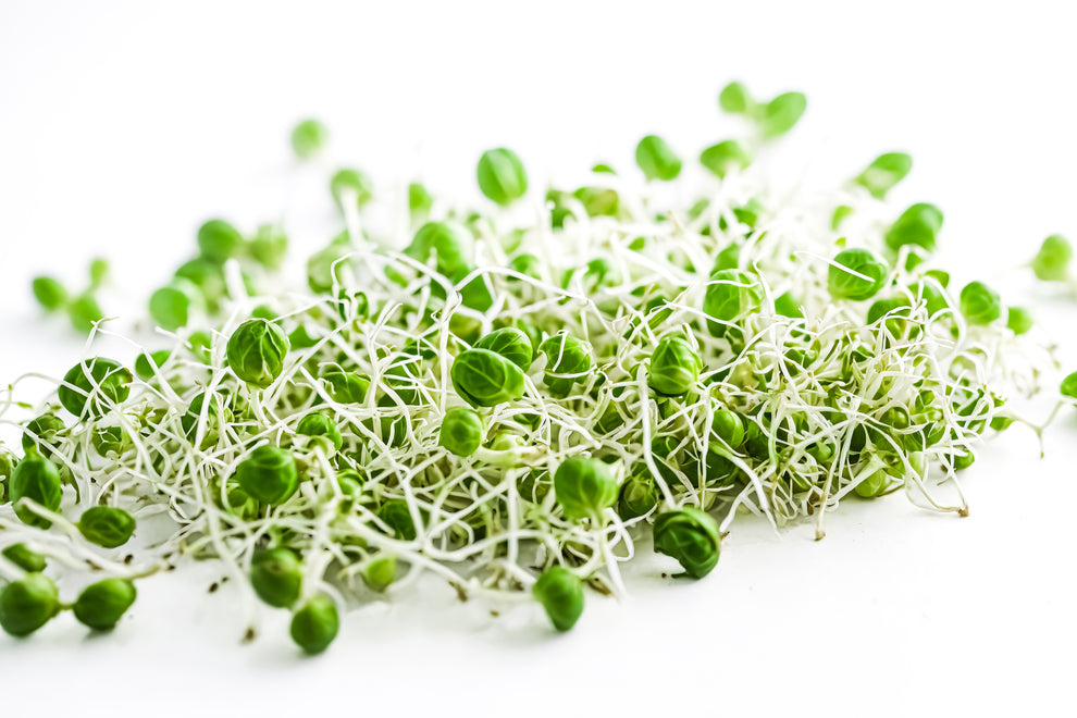 Broccoli Sprout Seeds - BULK – Seeds N Beyond