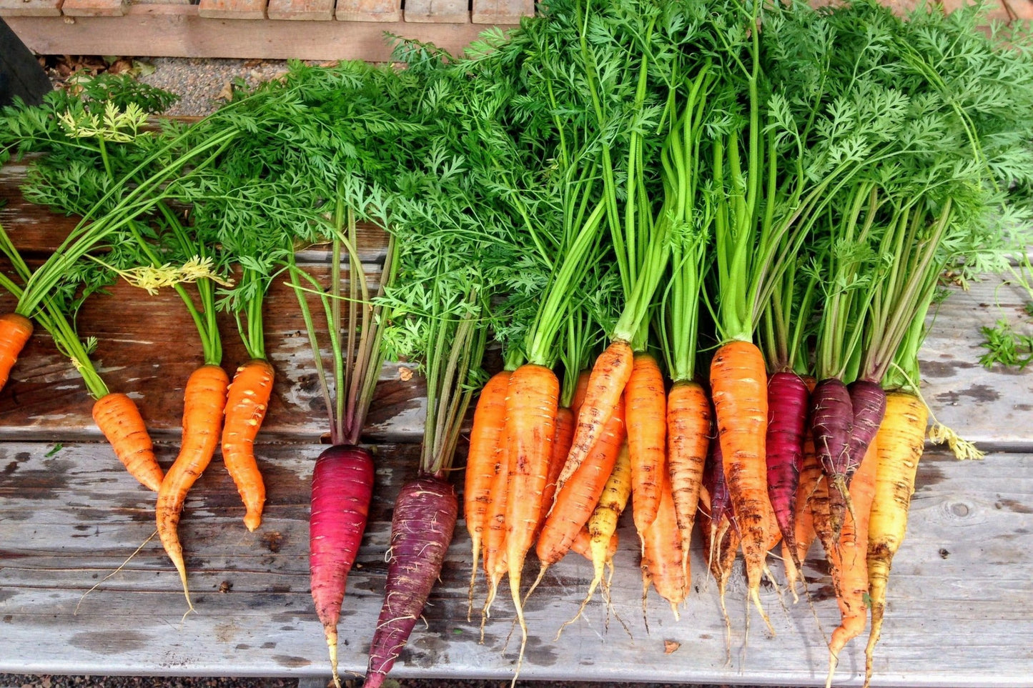 CARROT - Heirloom Mix seeds