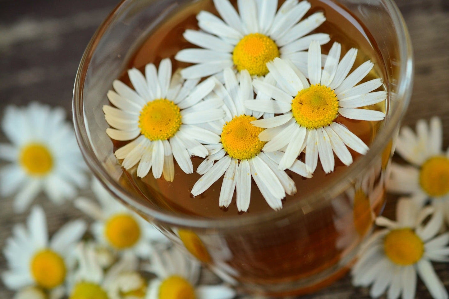 Chamomile - Roman seeds