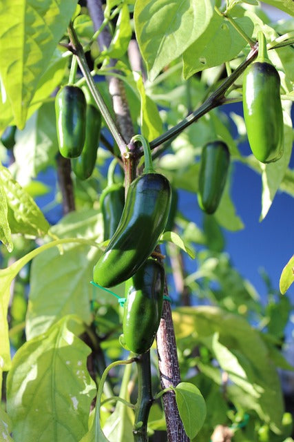 CHILLI - Jalapeno seeds