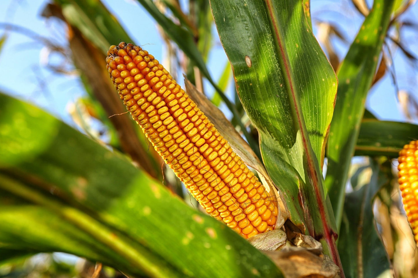 CORN SWEET - Golden Bantam seeds