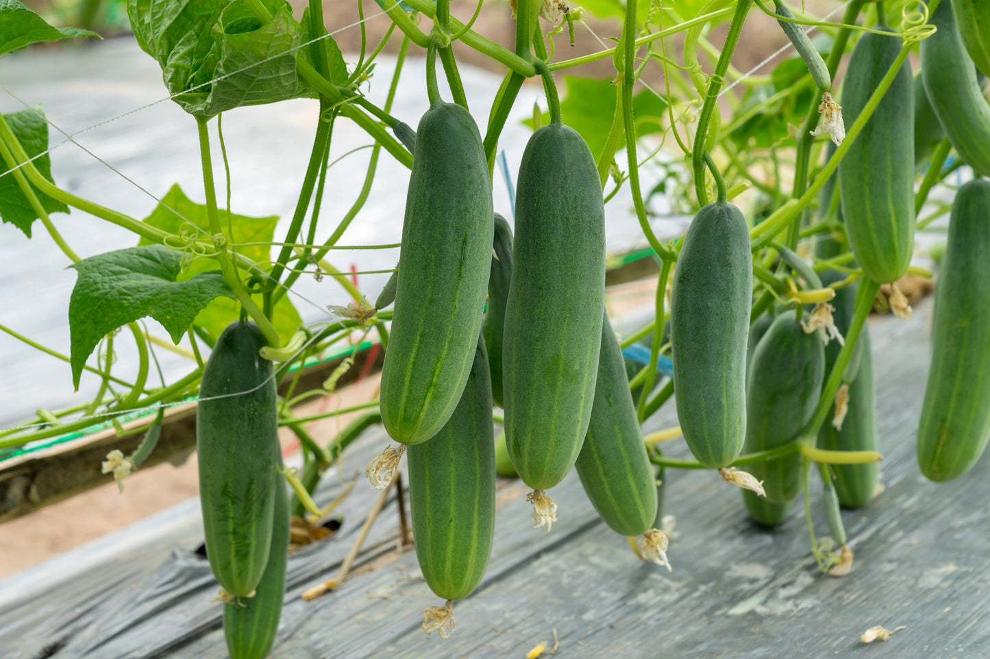 CUCUMBER - Beit Alpha (Lebanese) seeds - Treated