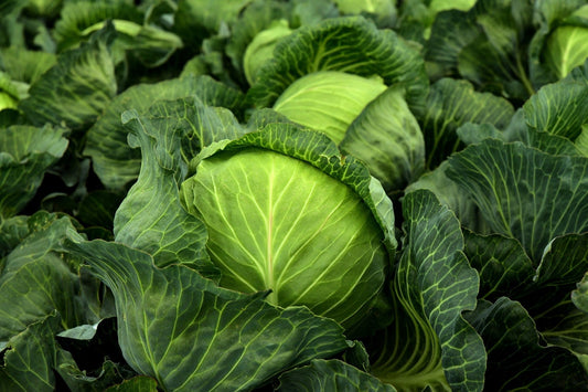 Cabbage - Golden Acre seeds