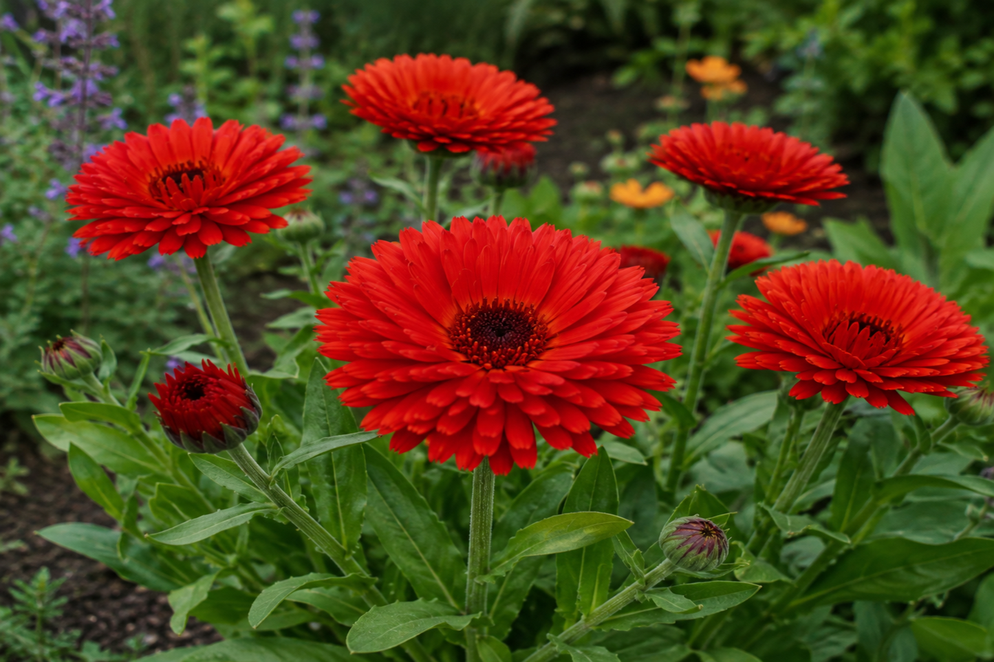 Calendula - A Touch of Red