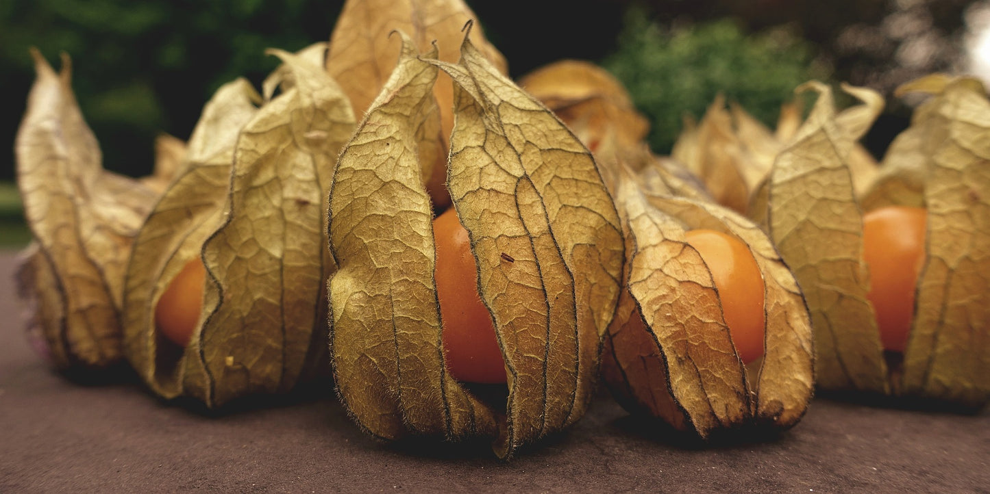 Cape Gooseberry- Dwarf