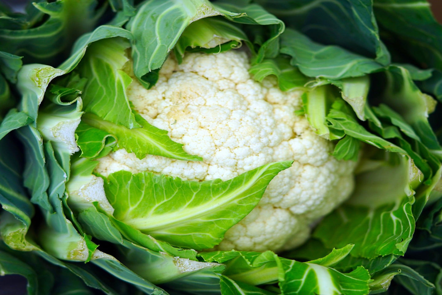 Cauliflower - Snowball Early seeds