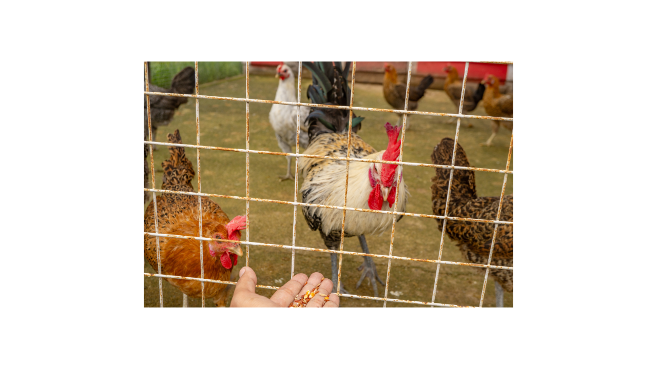 Chicken Forage Seeds Mix - Organically Grown