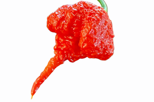 Chilli - Carolina Reaper - Red seeds