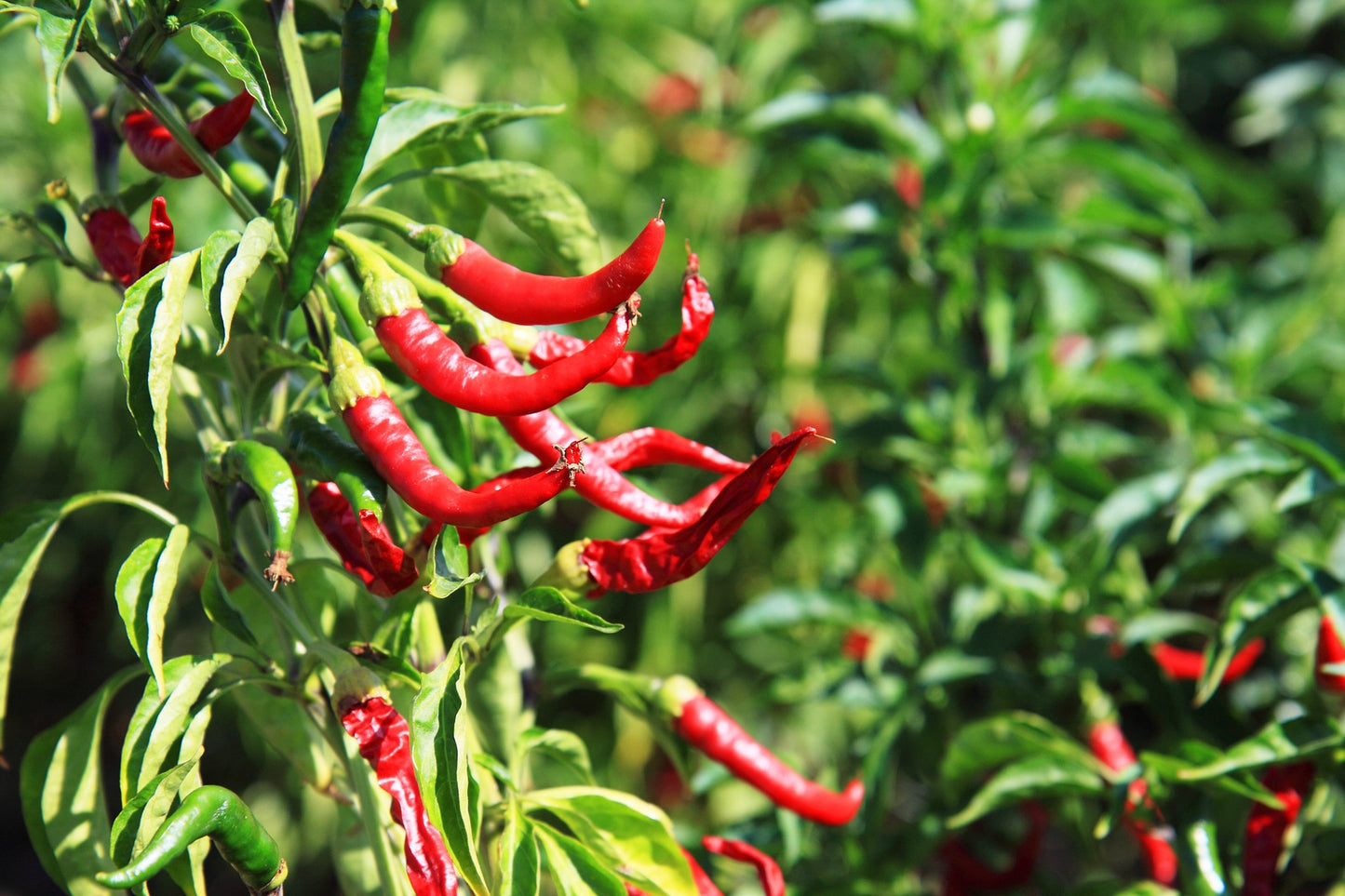 Chilli - Thai Hot seeds