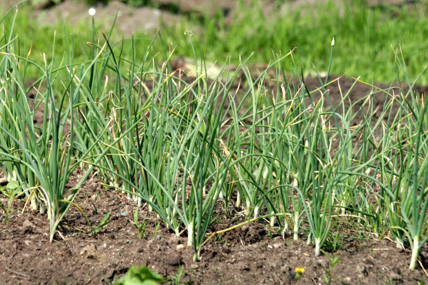 Chives - Garlic seeds