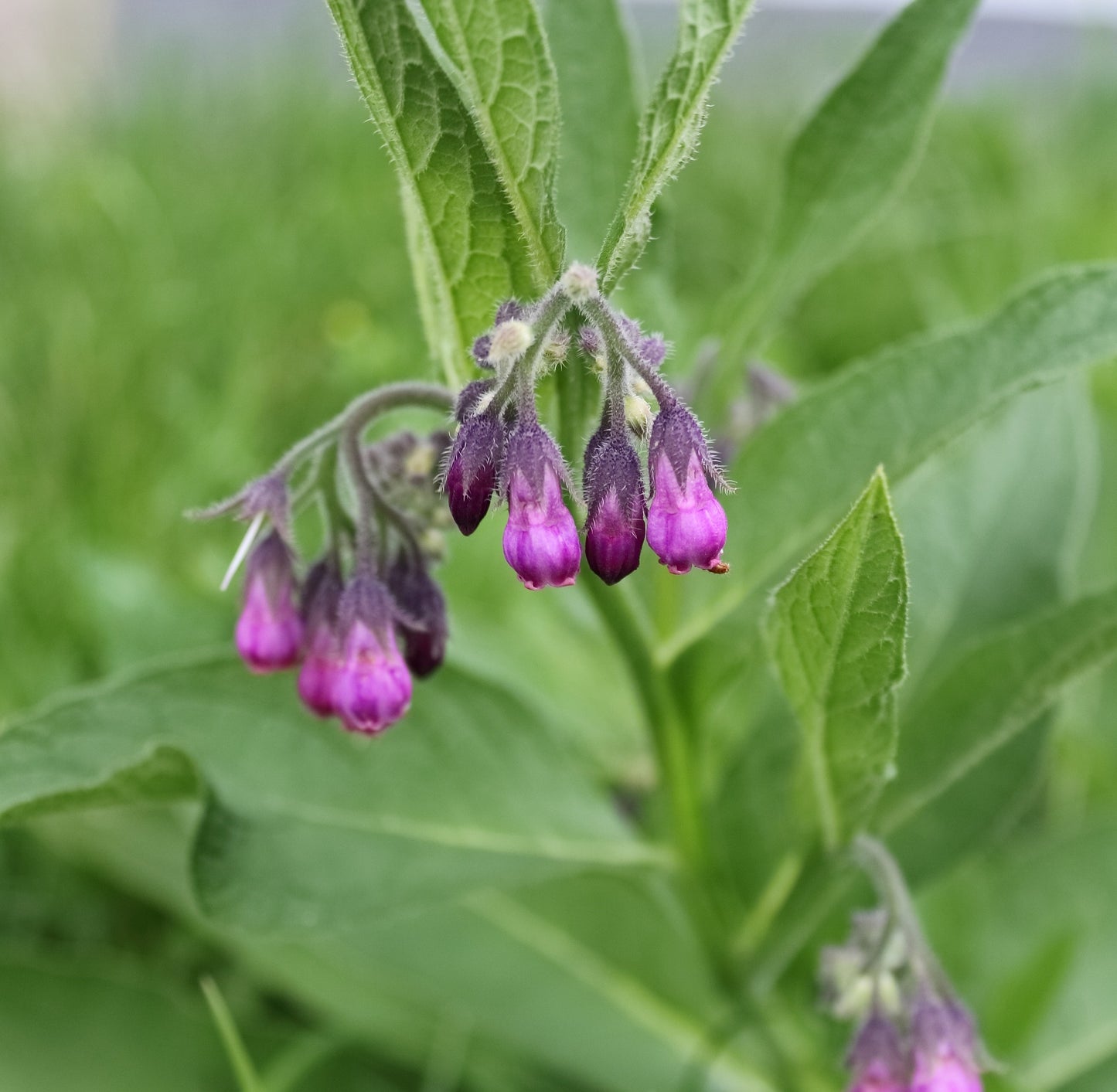 Comfrey Seeds