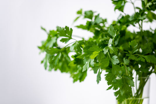 Coriander - Slow Bolt seeds