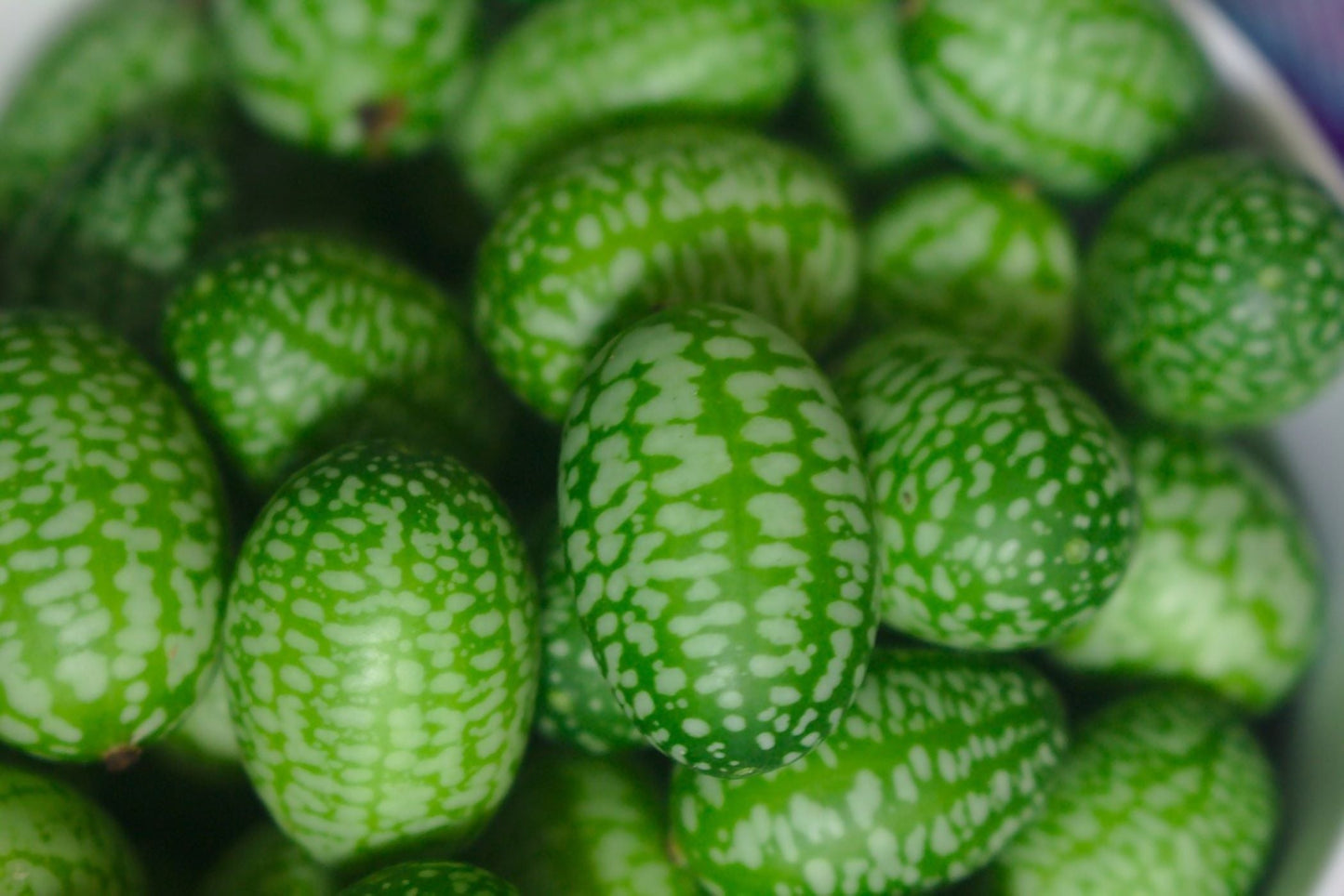 Cucamelon Seeds / Mexican Sour Gherkin Seeds
