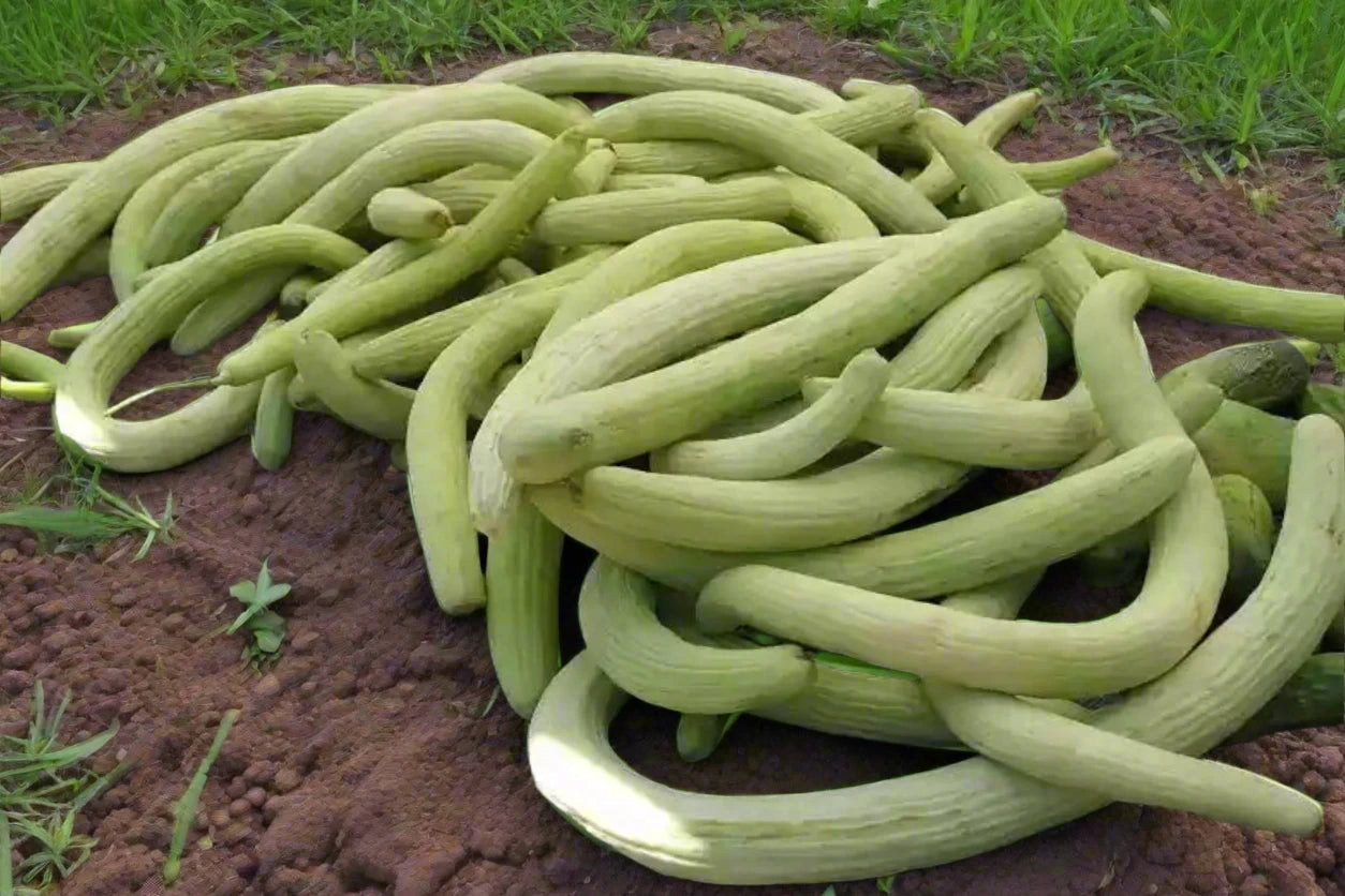 Cucumber - Armenian seeds