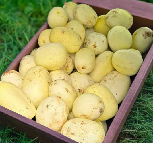 Cucumber - Crystal Apple seeds