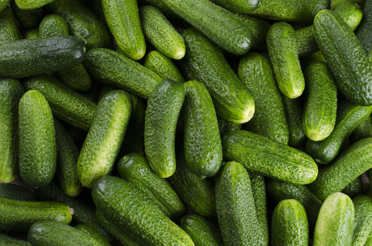 Cucumber - National Pickling seeds - TREATED